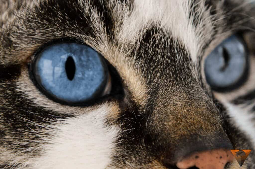 Orthopedic surgery for pets