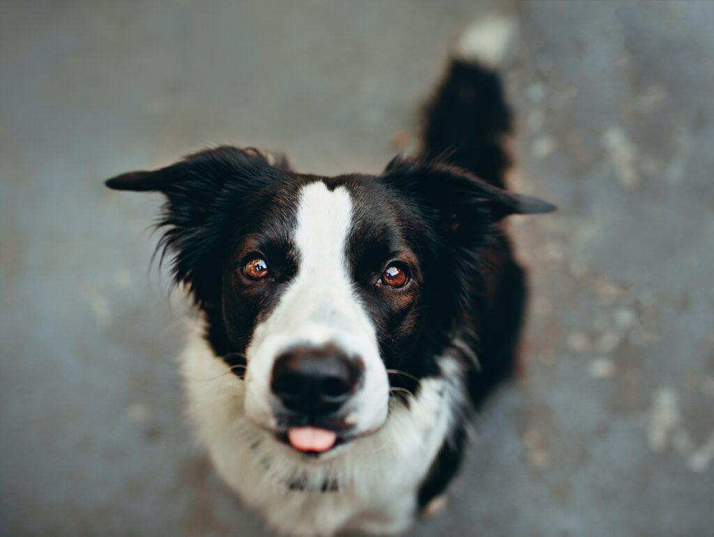 veterinary dental care