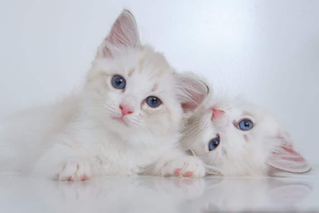 veterinary ophthalmology services