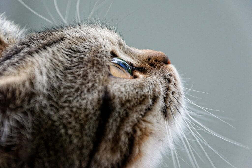Animal dermatology and allergy specialists