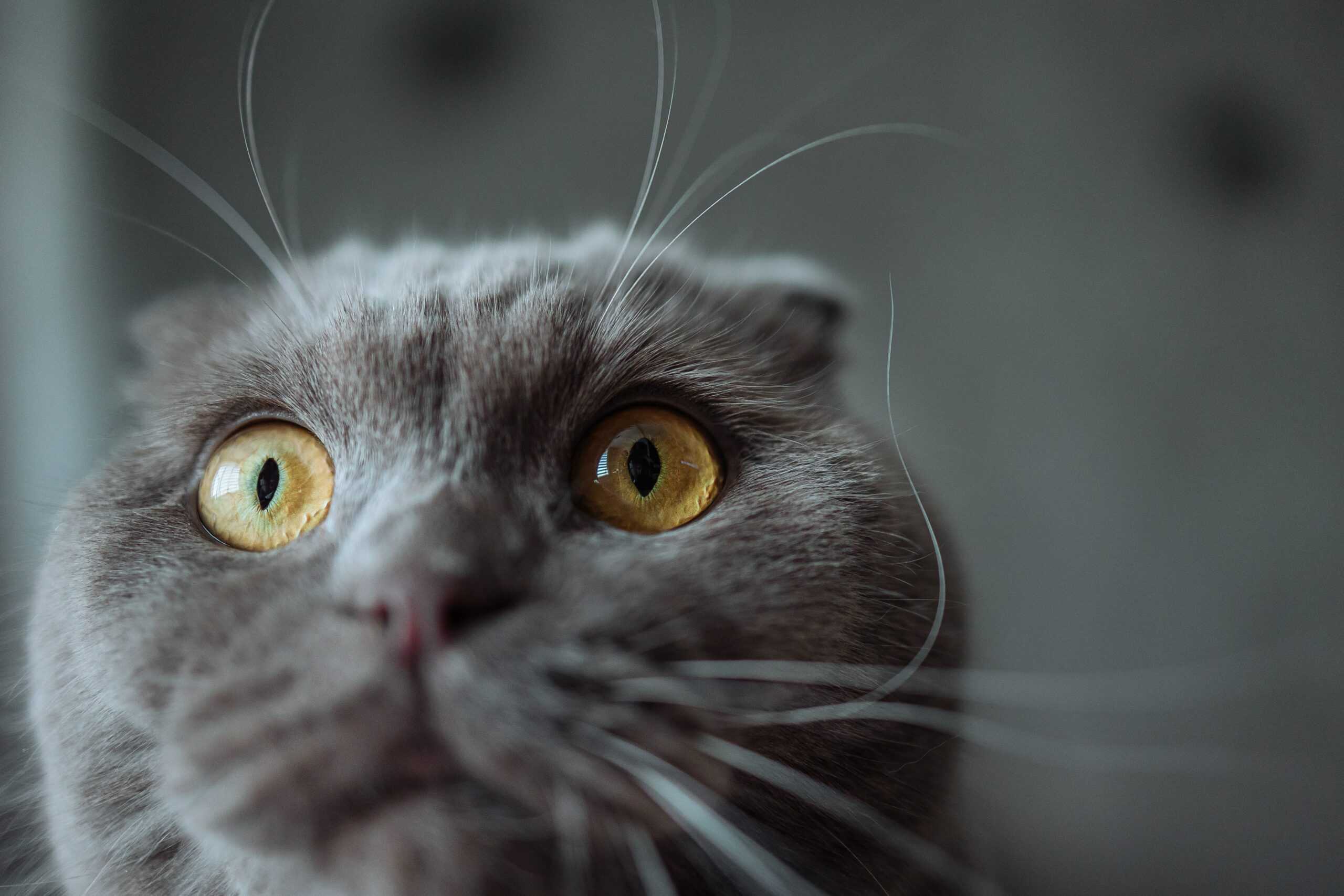 ct scans for pets