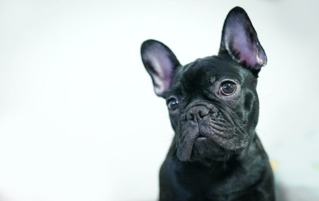 Pet vaccination schedule