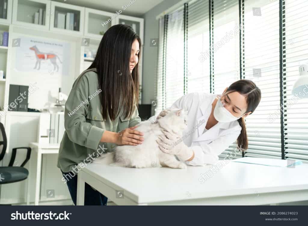 x rays for pets