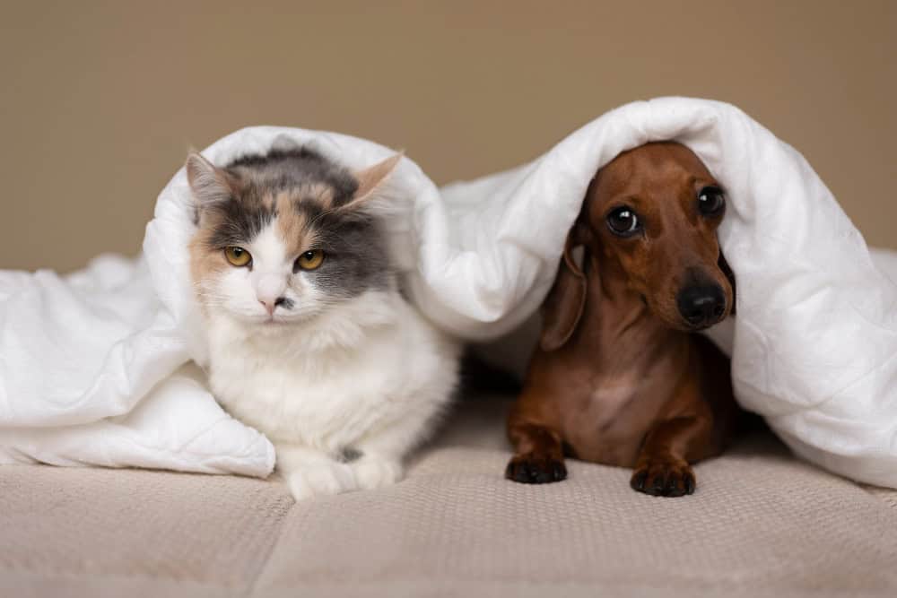 Beyond the Itch: The Dangers of Fleas and Ticks on Your Pet